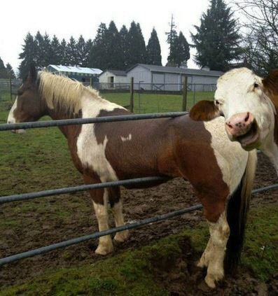 Cow & Gate