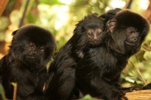 The Living Rainforest...Hampstead Norreys, Berkshire UK