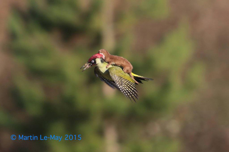 weasel-riding-woodpecker