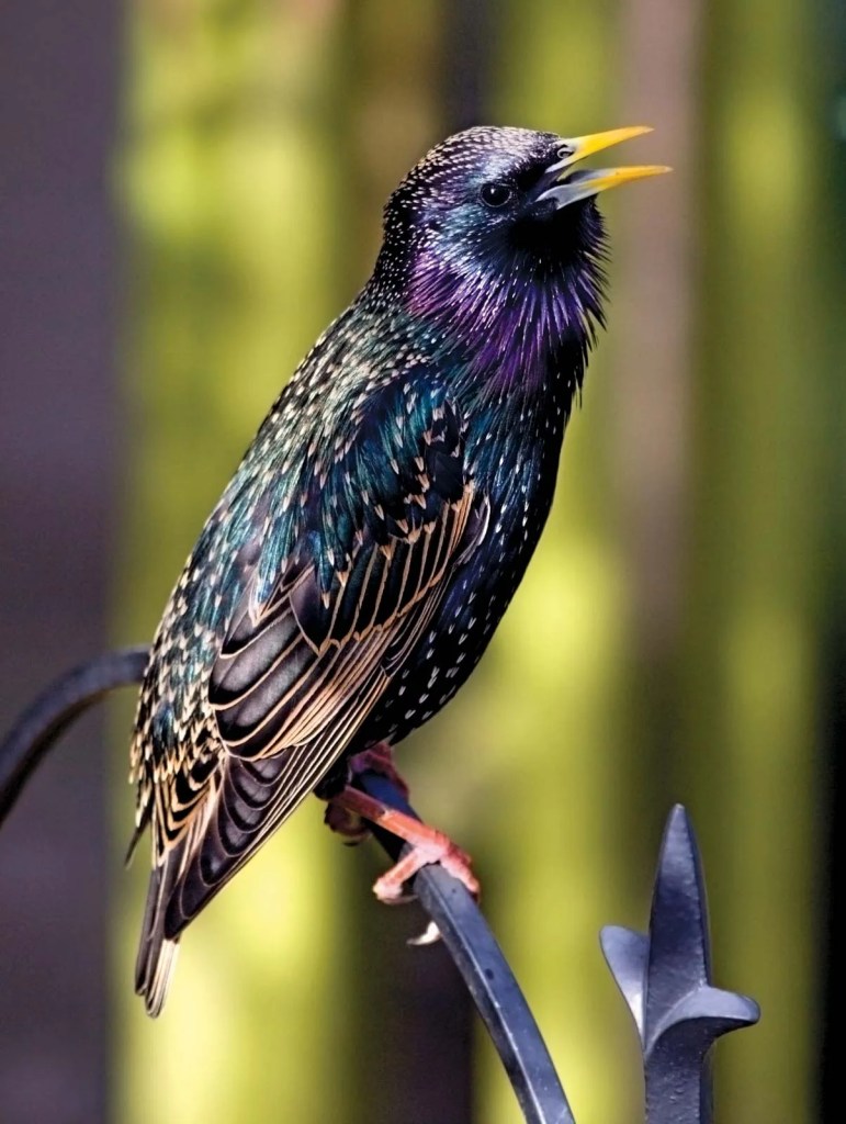The current image has no alternative text. The file name is: european-starling.webp